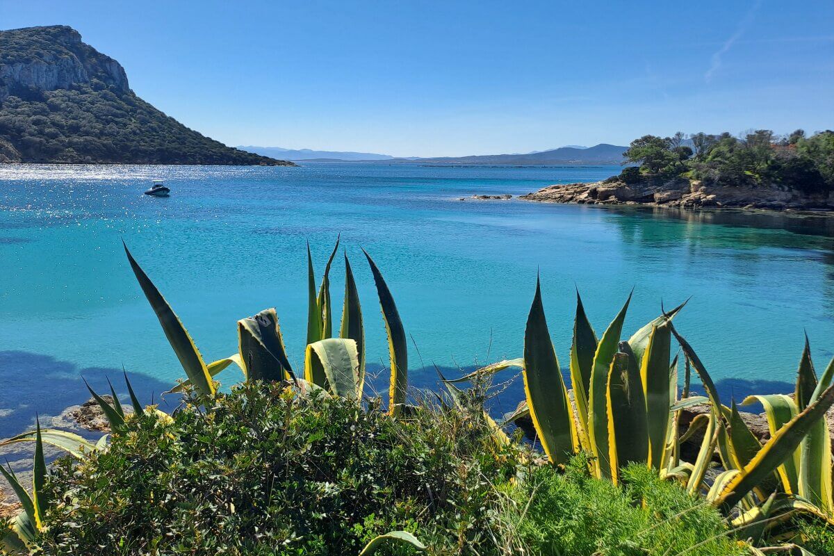Stachelige Agavenpflanzen an einer klaren türkisfarbenen Bucht mit felsigen Ufern und einem Boot auf ruhigem Wasser unter blauem Himmel.